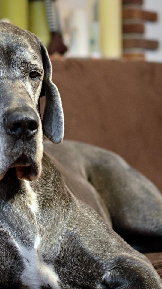 We Love your Pets at Panther Hollow