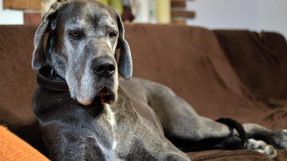We Love your Pets at Panther Hollow